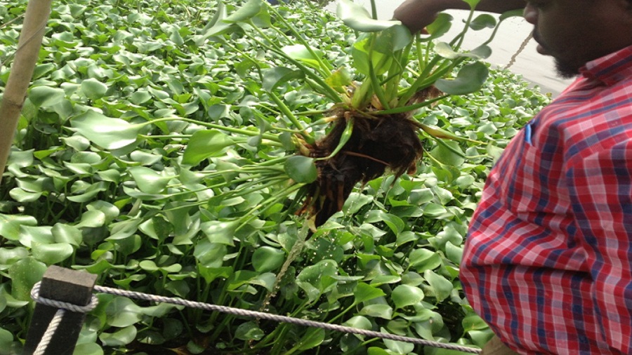 Kike Green Cook Stove